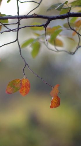 fall-leaves